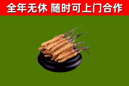 宛城区回收散虫草