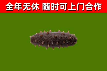 宛城区回收海参干